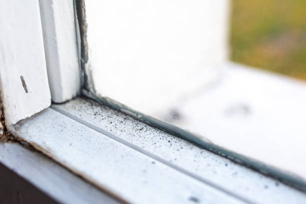 Best Comprehensive Air Testing for Mold Contaminants  in Elkhorn, CA