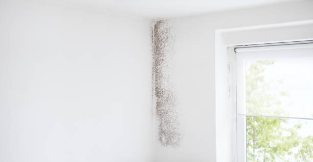Best HVAC Mold Inspection and Cleaning  in Elkhorn, CA