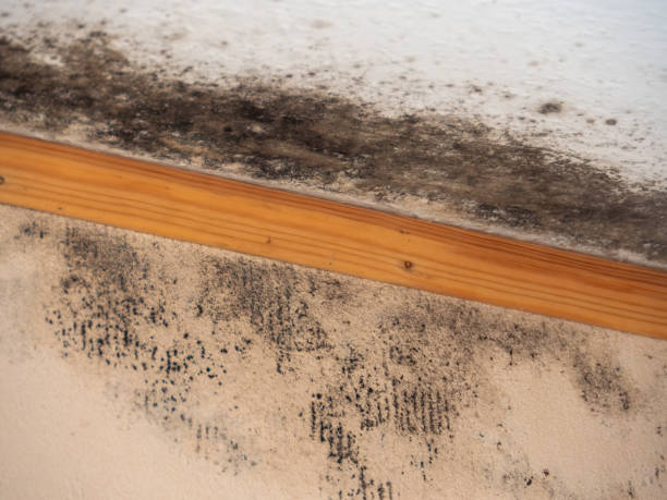 Biohazard Mold Removal in Elkhorn, CA