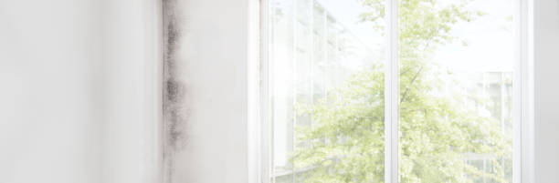 Best Comprehensive Air Testing for Mold Contaminants  in Elkhorn, CA