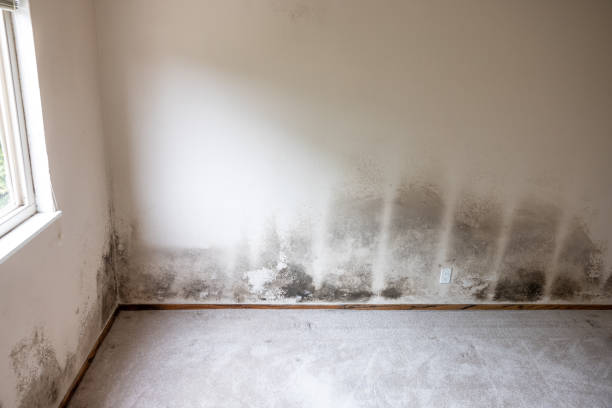 Best Airborne Mold Testing  in Elkhorn, CA